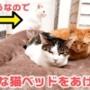 大きな猫ベッド